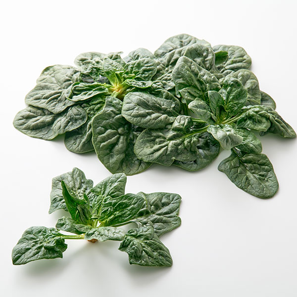 비금 섬초 시금치 대표이미지 섬네일