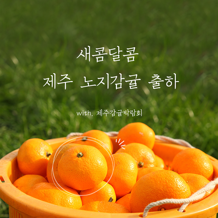 2025년 제주 감귤박람회 조생감귤 4.5kg (대/소/로얄과, 실중량)