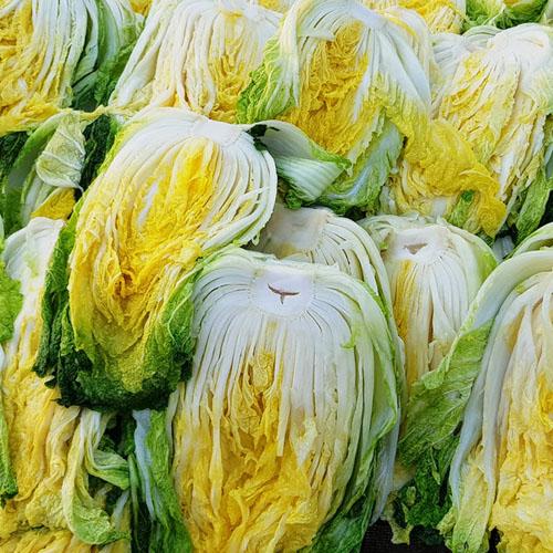 [예약배송] [강원도 고랭지_HACCP] 4차세척/속이꽉찬 절임배추 7kg+양념속 3kg