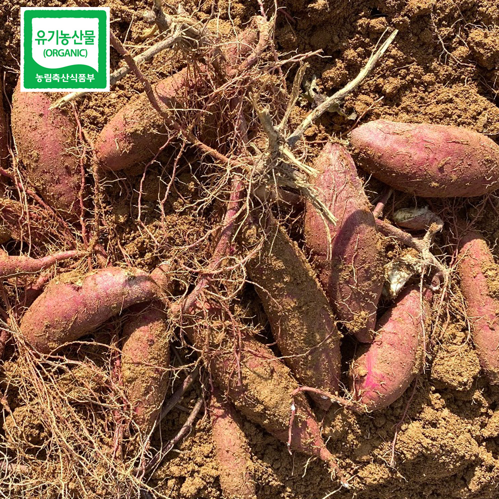 [무료배송] 홍성농부의 유기농 베니하루카 꿀고구마 3kg / 5kg 고구마 베니하루카고구마