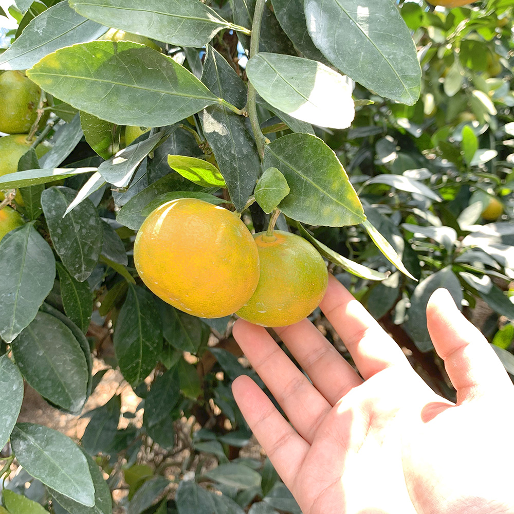 제주 서귀포 감귤