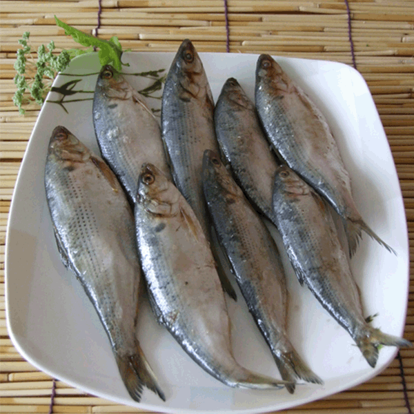 자연산 생물전어 1kg(구이용)