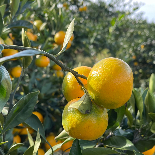 1세대 감귤 장인이 기른  해수 농법과 타이벡으로 키운 노지 타이벡 감귤 프리미엄,로얄,베스트 5kg10kg 당도 11브릭스 이상