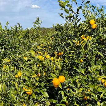 1세대 감귤 장인이 기른  해수 농법과 타이벡으로 키운 노지 타이벡 감귤 프리미엄,로얄,베스트 5kg10kg 당도 11브릭스 이상