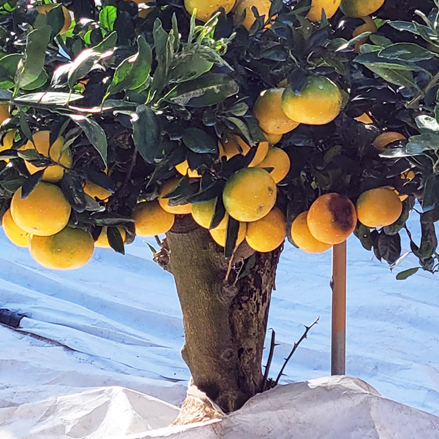 1세대 감귤 장인이 기른  해수 농법과 타이벡으로 키운 노지 타이벡 감귤 프리미엄,로얄,베스트 5kg10kg 당도 11브릭스 이상