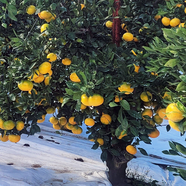 1세대 감귤 장인이 기른  해수 농법과 타이벡으로 키운 노지 타이벡 감귤 프리미엄,로얄,베스트 5kg10kg 당도 11브릭스 이상