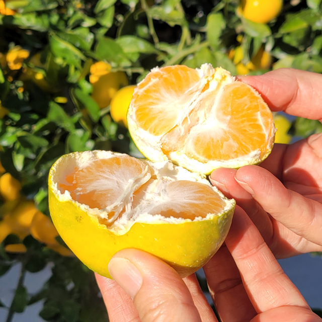 1세대 감귤 장인이 기른  해수 농법과 타이벡으로 키운 노지 타이벡 감귤 프리미엄,로얄,베스트 5kg10kg 당도 11브릭스 이상 대표이미지 섬네일