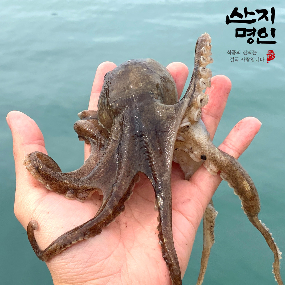 [산지명인] 제철 활 주꾸미 1kg 황금어장 태안 자연산 쭈꾸미