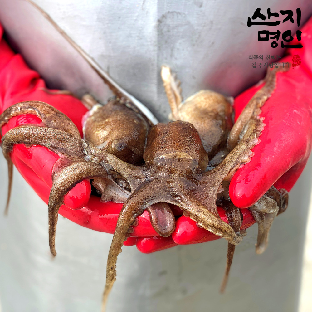 [산지명인] 제철 활 주꾸미 1kg 황금어장 태안 자연산 쭈꾸미