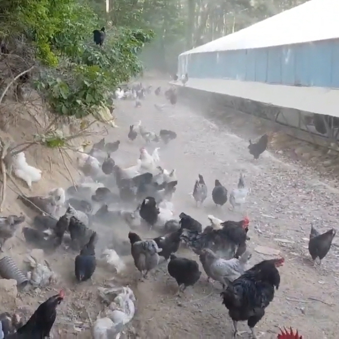 [정기배송] 강원고성 자연방사 유황청란 (40-20알) 난각1번 청란 청계란 유정란 부화란 초란