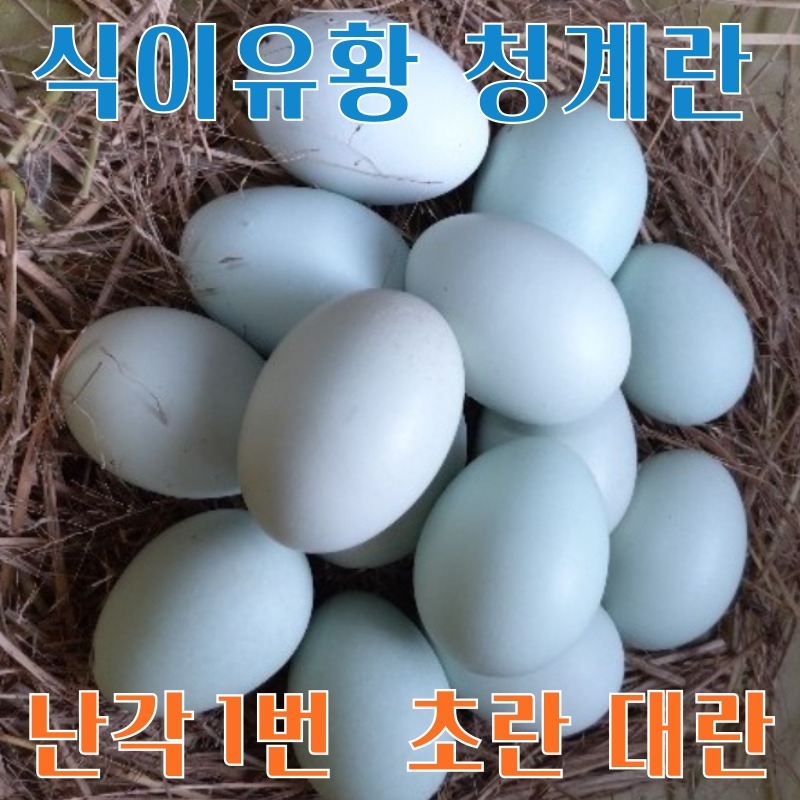 [정기배송] 강원고성 자연방사 유황청란 (40-20알) 난각1번 청란 청계란 유정란 부화란 초란