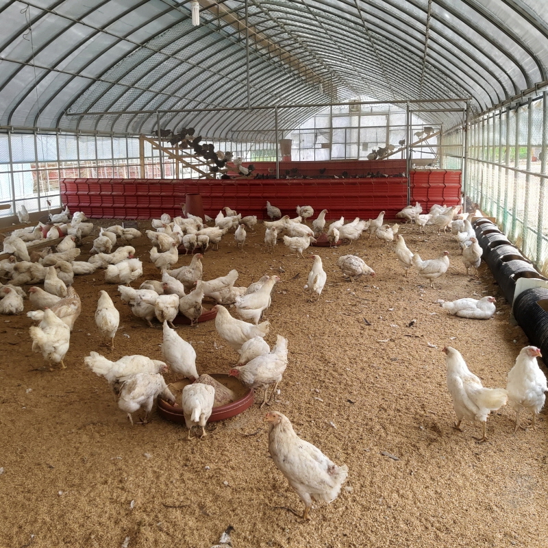 [정기배송] 강원고성 자연방사 유황청란 (40-20알) 난각1번 청란 청계란 유정란 부화란 초란