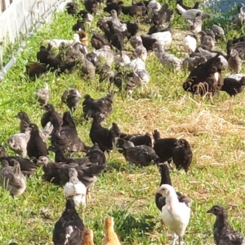 [정기배송] 강원고성 자연방사 유황청란 (40-20알) 난각1번 청란 청계란 유정란 부화란 초란