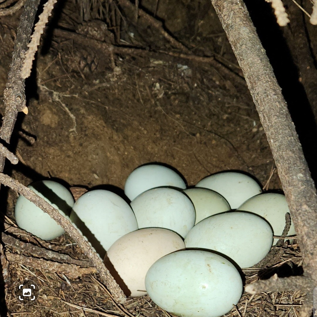 [정기배송] 강원고성 자연방사 유황청란 (40-20알) 난각1번 청란 청계란 유정란 부화란 초란
