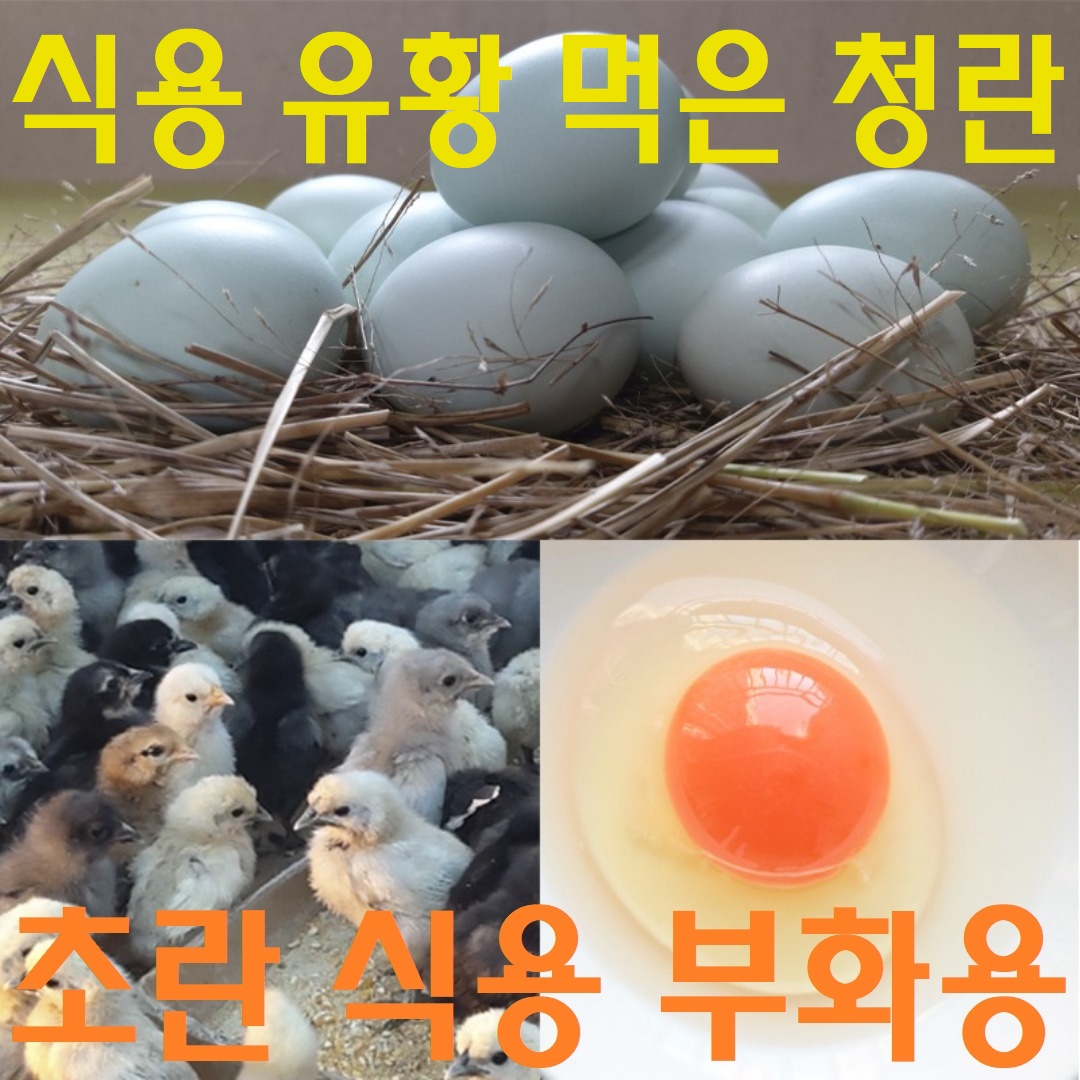 [정기배송] 강원고성 자연방사 유황청란 (40-20알) 난각1번 청란 청계란 유정란 부화란 초란