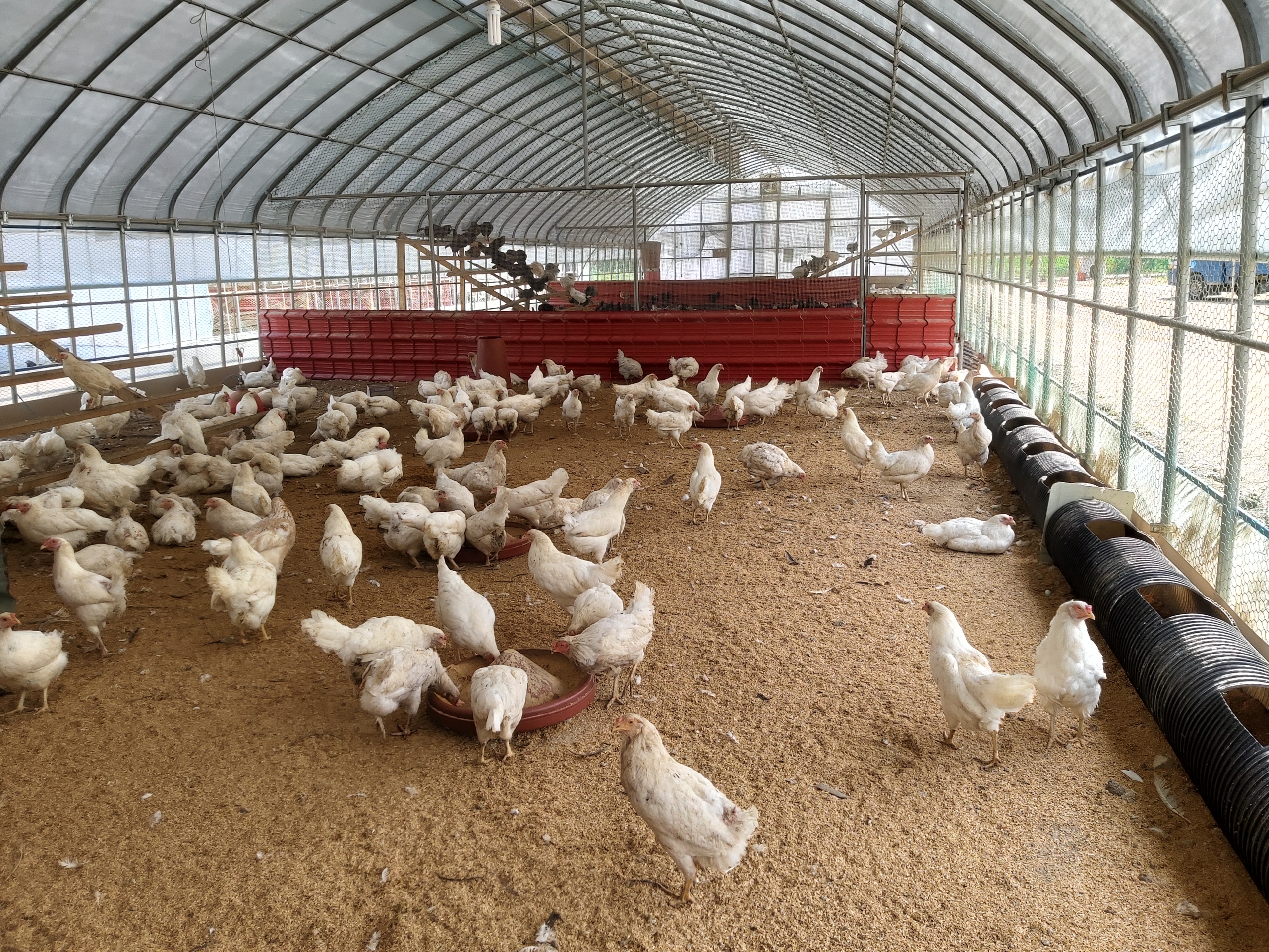 [정기배송] 강원고성 자연방사 유황청란 (40-20알) 난각1번 청란 청계란 유정란 부화란 초란