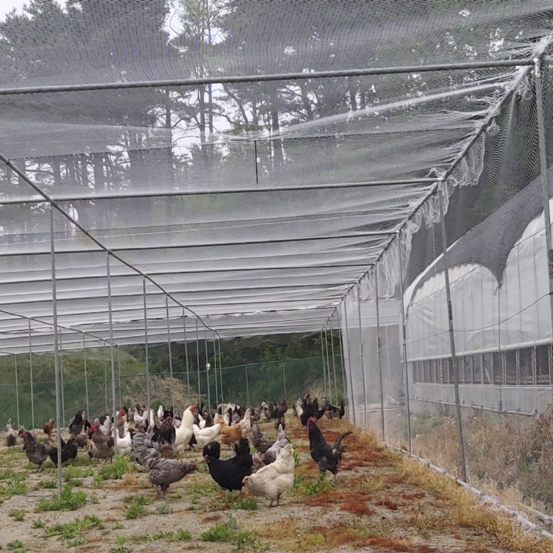 [정기배송] 강원고성 자연방사 유황청란 (40-20알) 난각1번 청란 청계란 유정란 부화란 초란