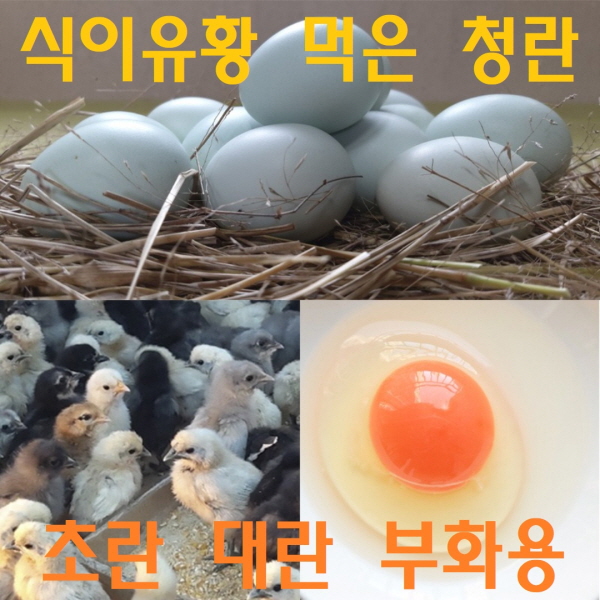 [정기배송] 강원고성 자연방사 유황청란 (40-20알) 난각1번 청란 청계란 유정란 부화란 초란