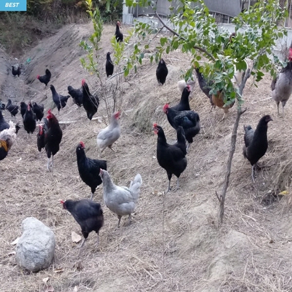 [정기배송] 강원고성 자연방사 유황청란 (40-20알) 난각1번 청란 청계란 유정란 부화란 초란