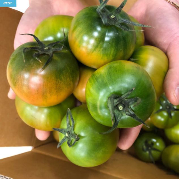[완숙 찰토마토] 과육이 단단한_완숙 찰토마토 2.5kg/5kg [소/중/대과]