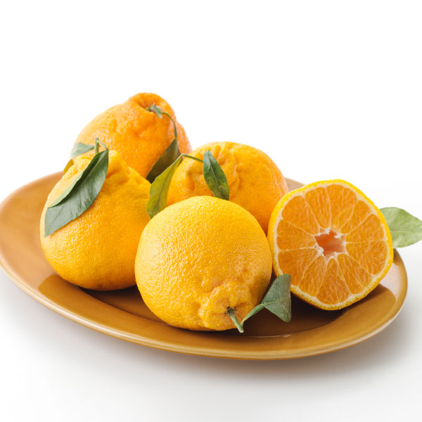 한라봉(4입팩/1.1kg전후) 대표이미지 섬네일