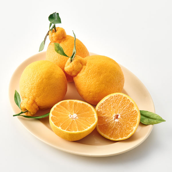 저탄소 한라봉, 특 4입/팩 대표이미지 섬네일