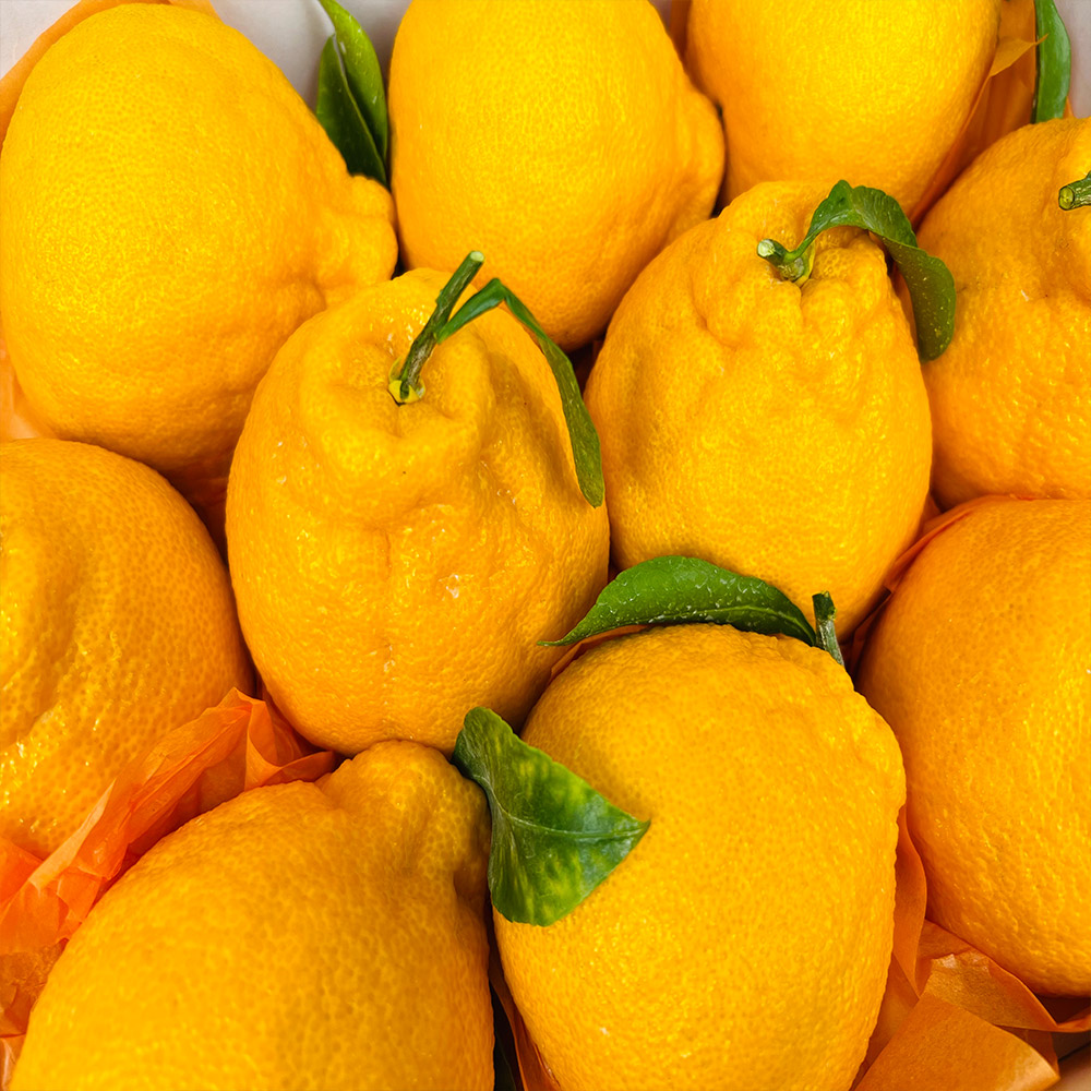 새콤달콤한 제주 한라봉 실중량 2kg 4.5kg 9kg 가정용