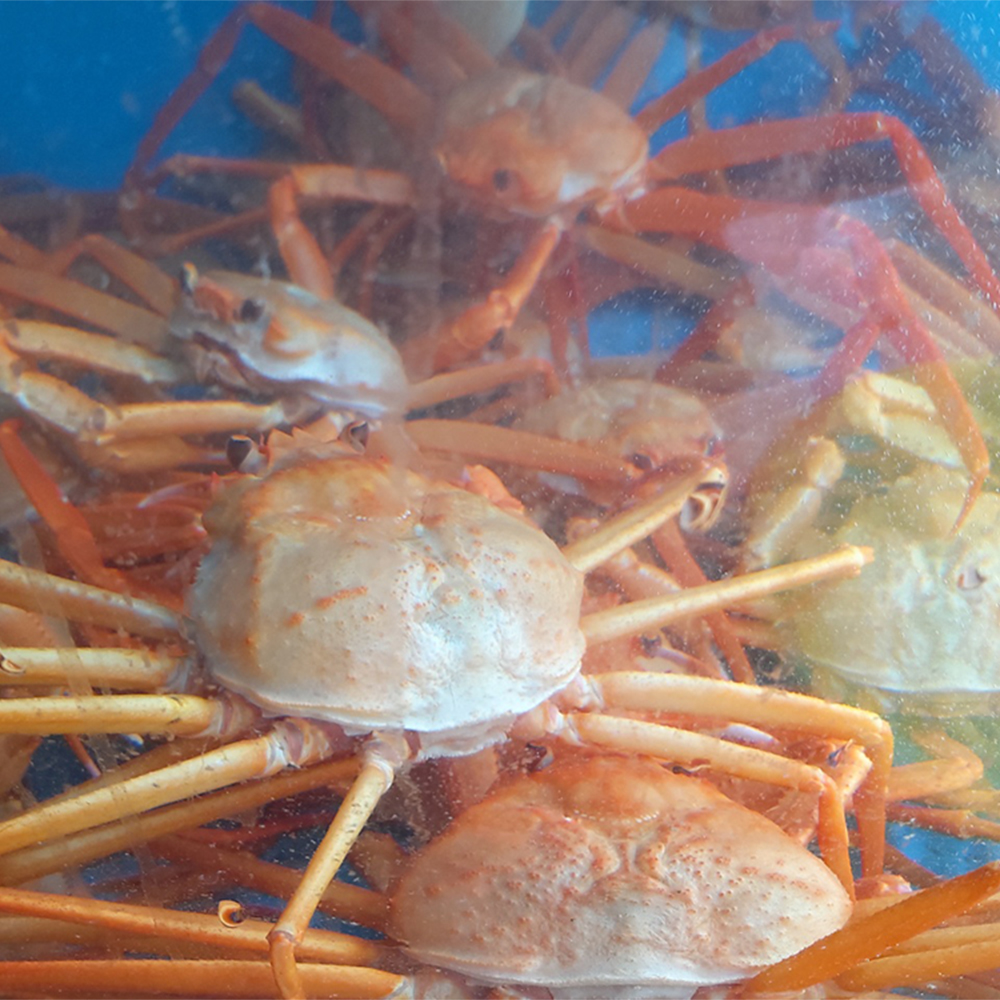 제철﻿ 맛있는 울진홍게, 연지홍게 3마리 추가 증정