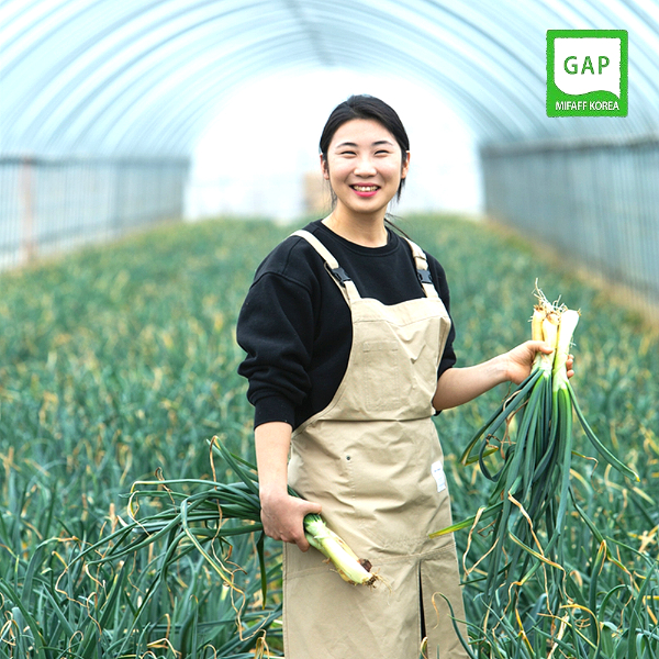 특허받은 신품종 GAP인증 양대파 양파+대파 손질 절단 줄기 대파 1Kg