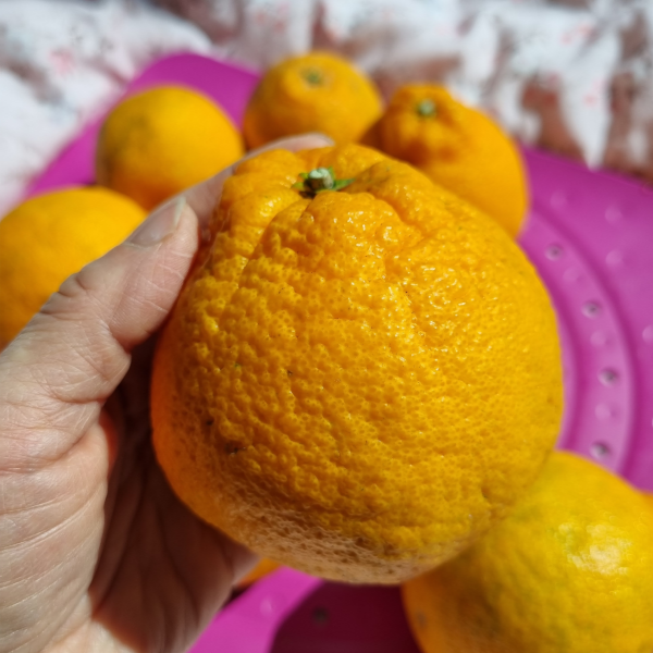 명절선물 프리미엄 고당도 한라봉선물세트 3kg