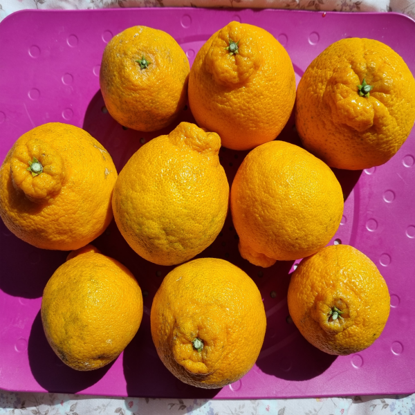 명절선물 프리미엄 고당도 한라봉선물세트 3kg