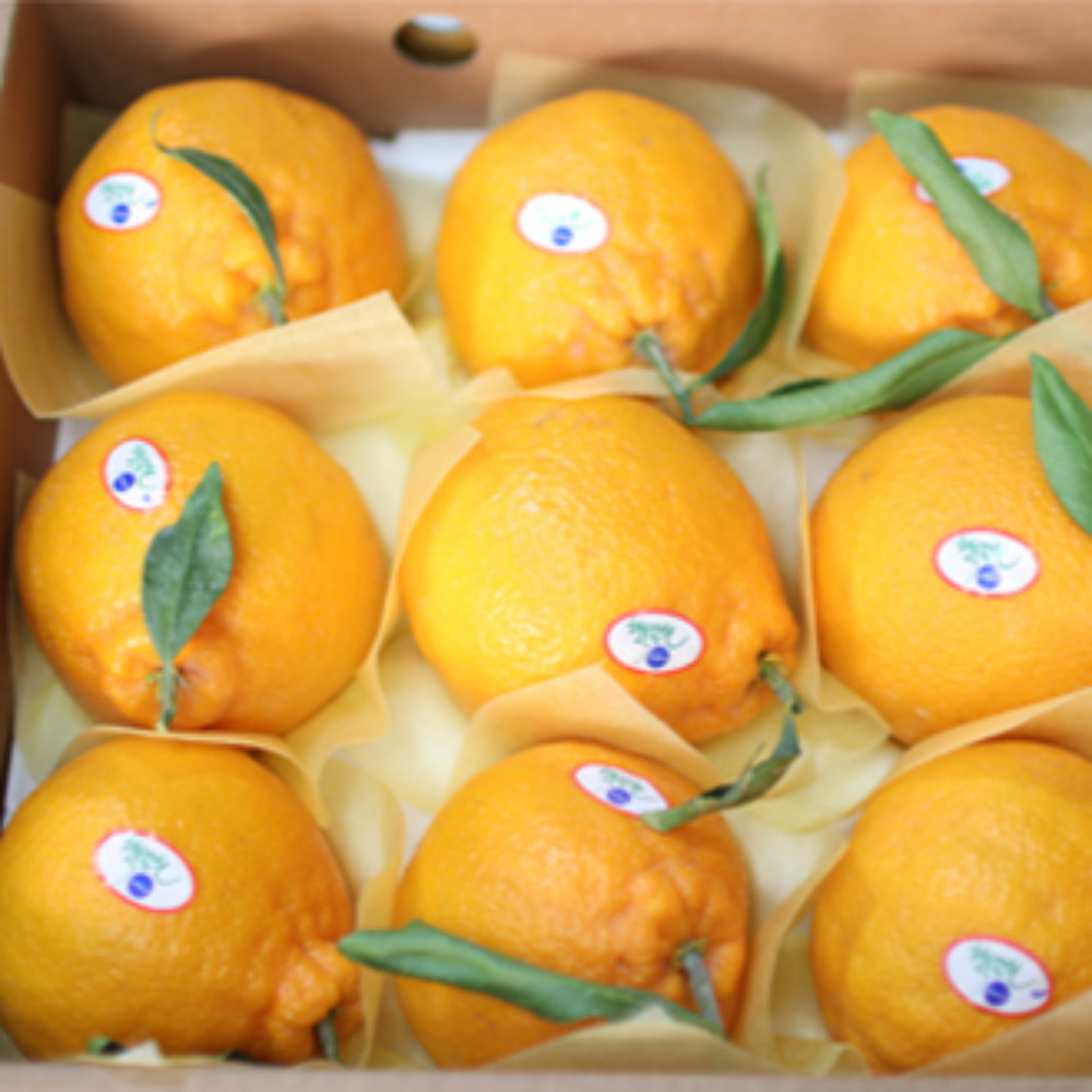 명절선물 프리미엄 고당도 한라봉선물세트 3kg