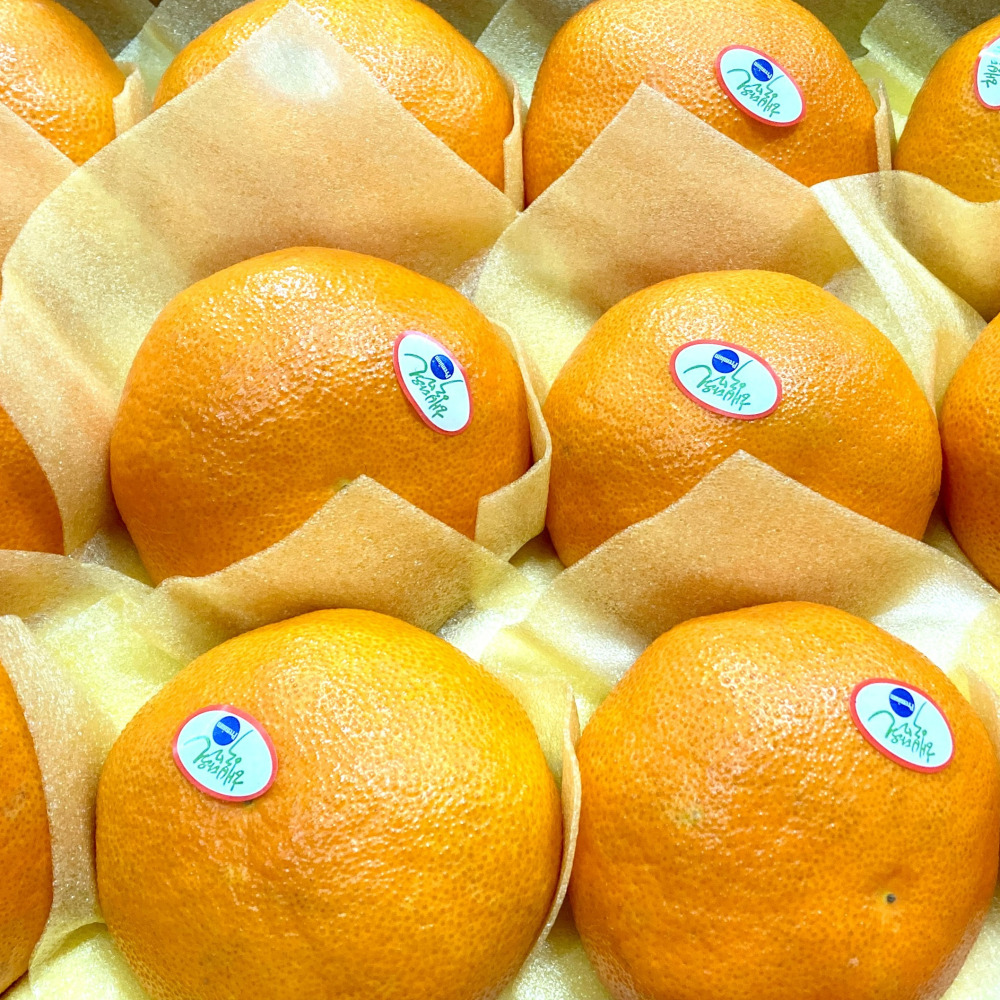 명절선물 프리미엄 고당도 레드향 선물세트 3kg