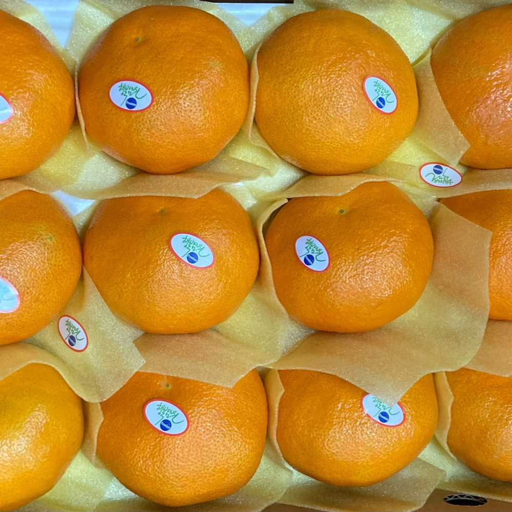 명절선물 프리미엄 고당도 레드향 선물세트 3kg