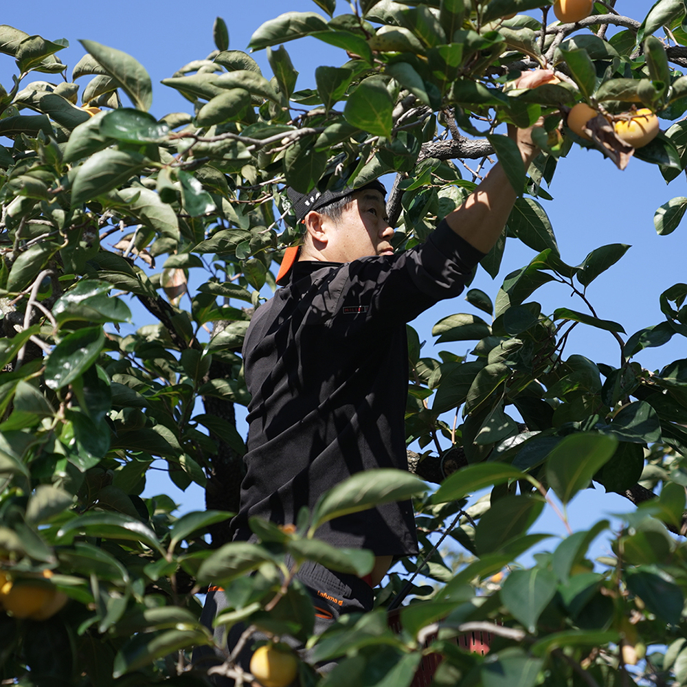 [청도곶감]다디단 반건시 알찬세트 1호