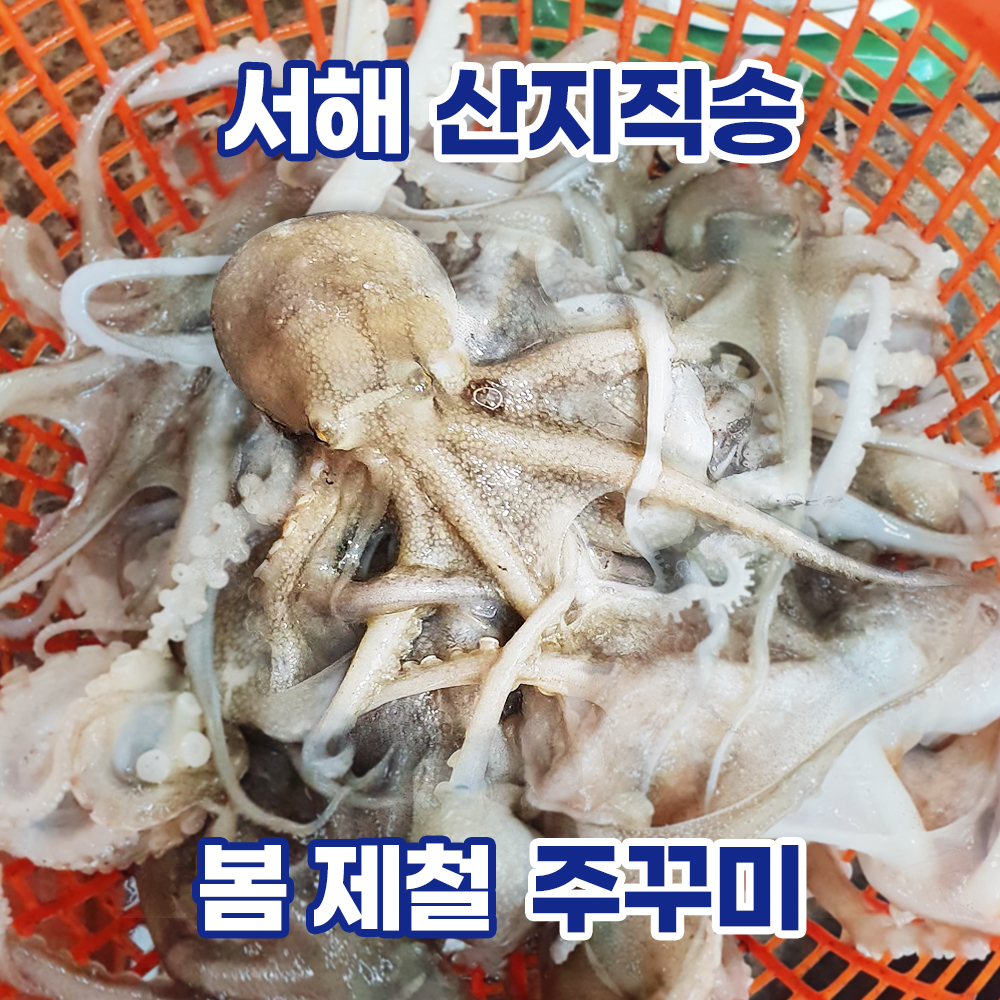산지직송 서해 봄쭈꾸미 활쭈꾸미 1kg 냉동 국산주꾸미 500g 1+1  국산쭈꾸미 볶음 숙회