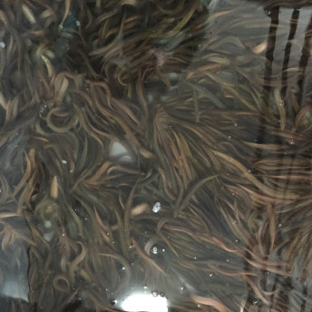 [5팩] 남원 현식당 프리미엄 추어탕 700g 현추어탕 블랙