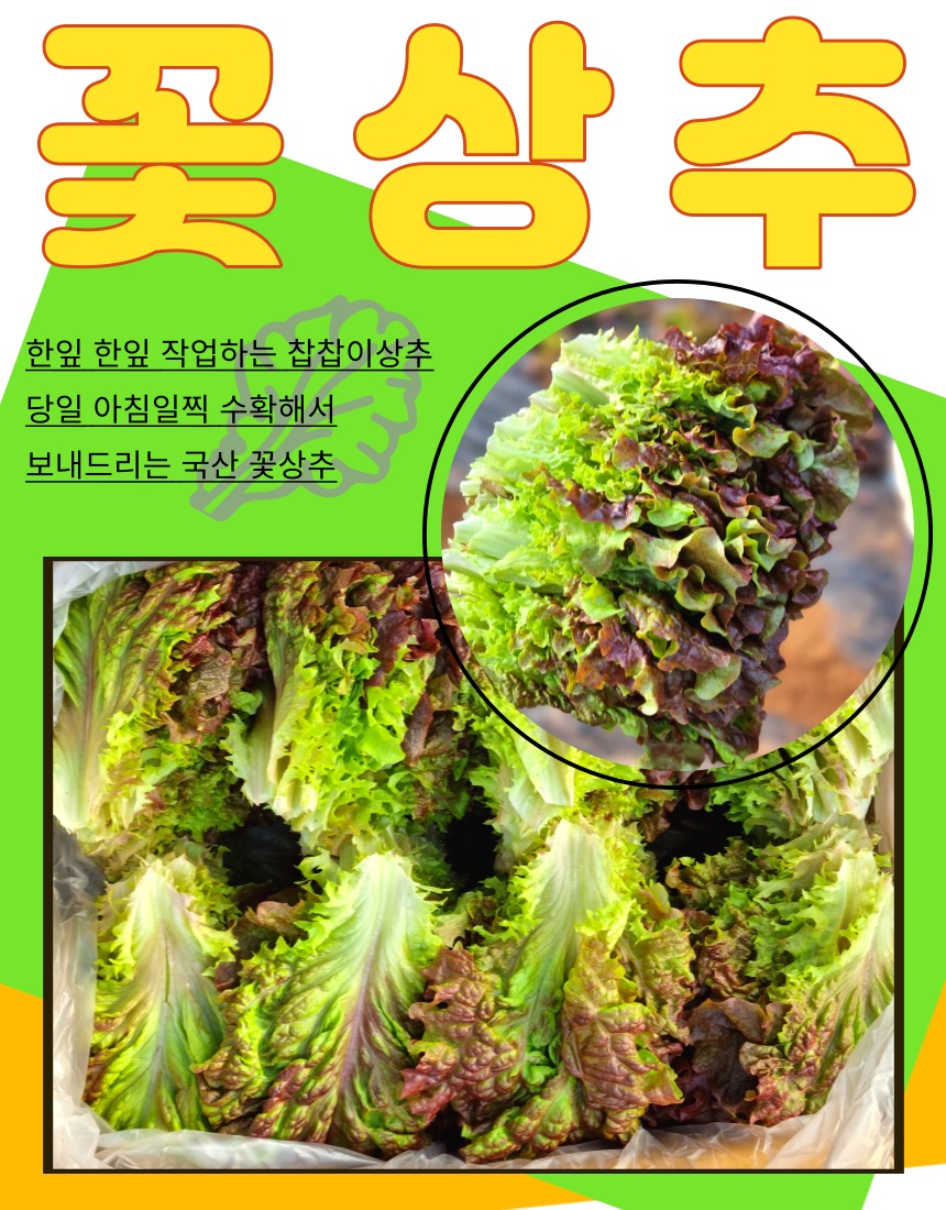 국내산 꽃상추 1kg 2kg 포기찹 적상추 상추 쌈채소 찹상추