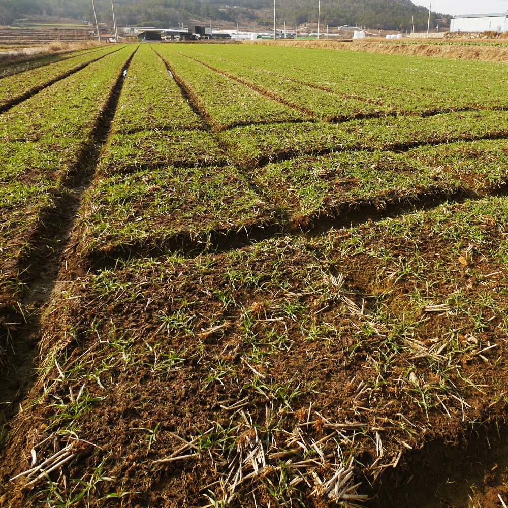 국내산 건취나물 50g 건조 취나물 보름 건나물 100g 200g 부지깽이