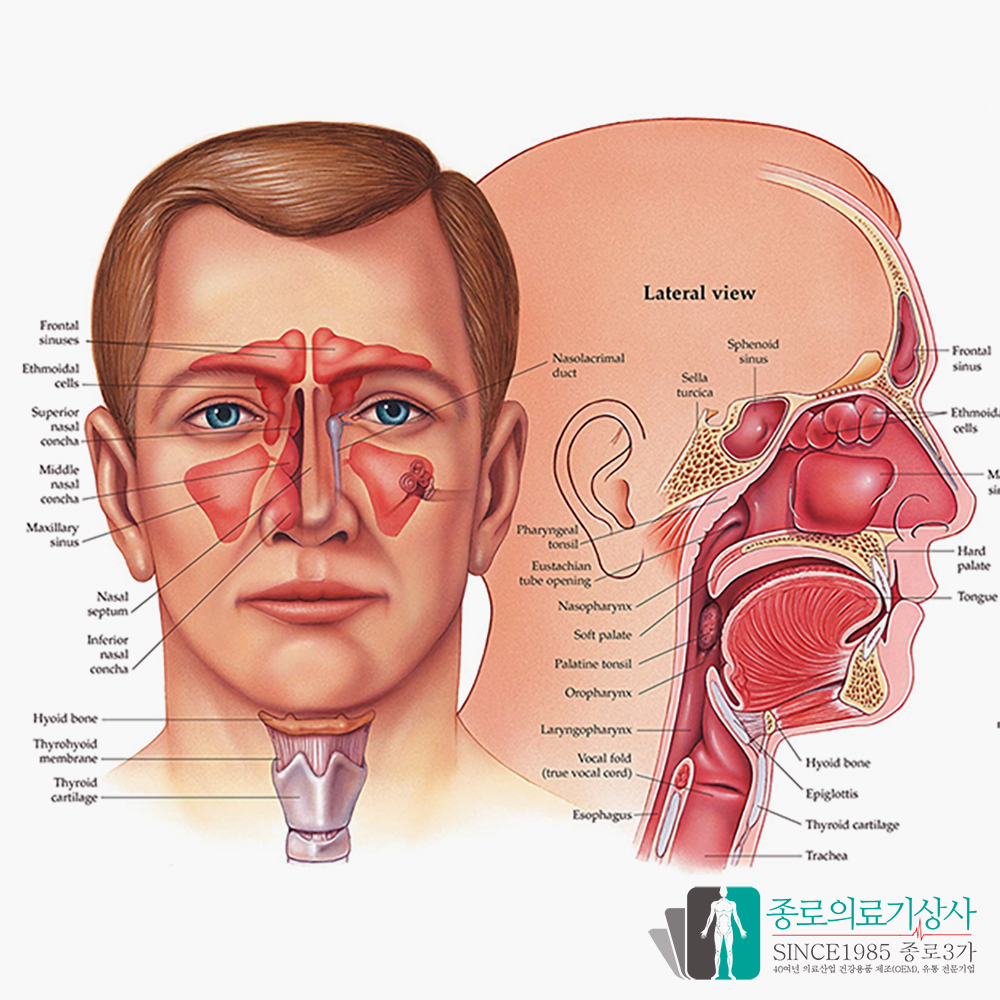 인체해부도 3D차트 병원액자 9895 이비인후 EAR NOSE THROAT 54X74cm 액자옵션