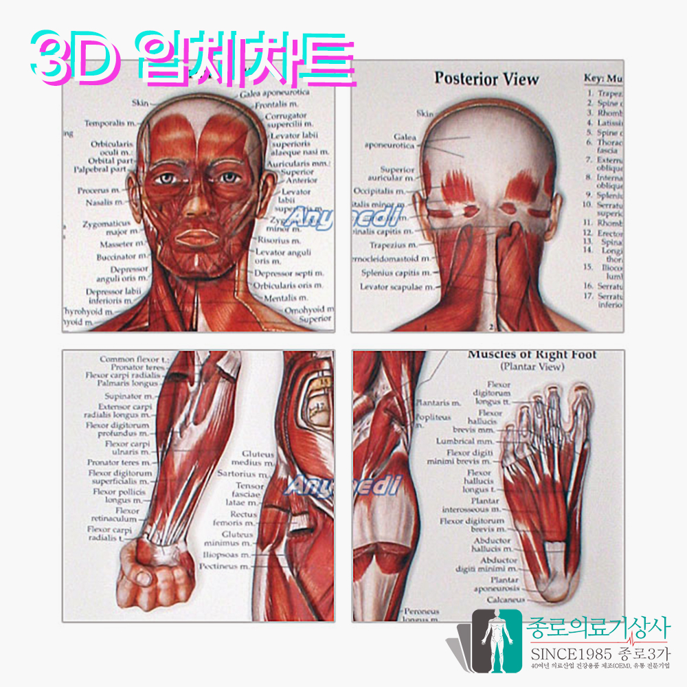 인체해부도 3D차트 병원액자 9895 이비인후 EAR NOSE THROAT 54X74cm 액자옵션