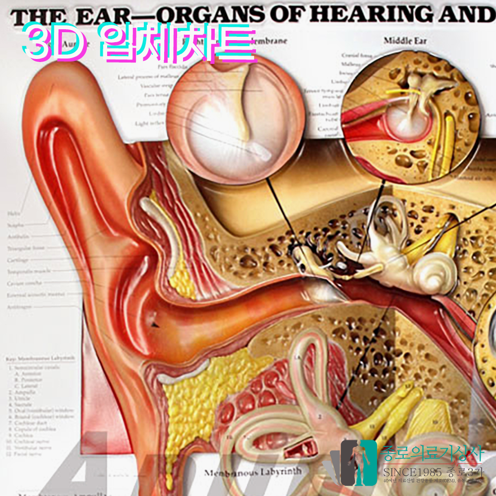 인체해부도 3D차트 병원액자 9895 이비인후 EAR NOSE THROAT 54X74cm 액자옵션