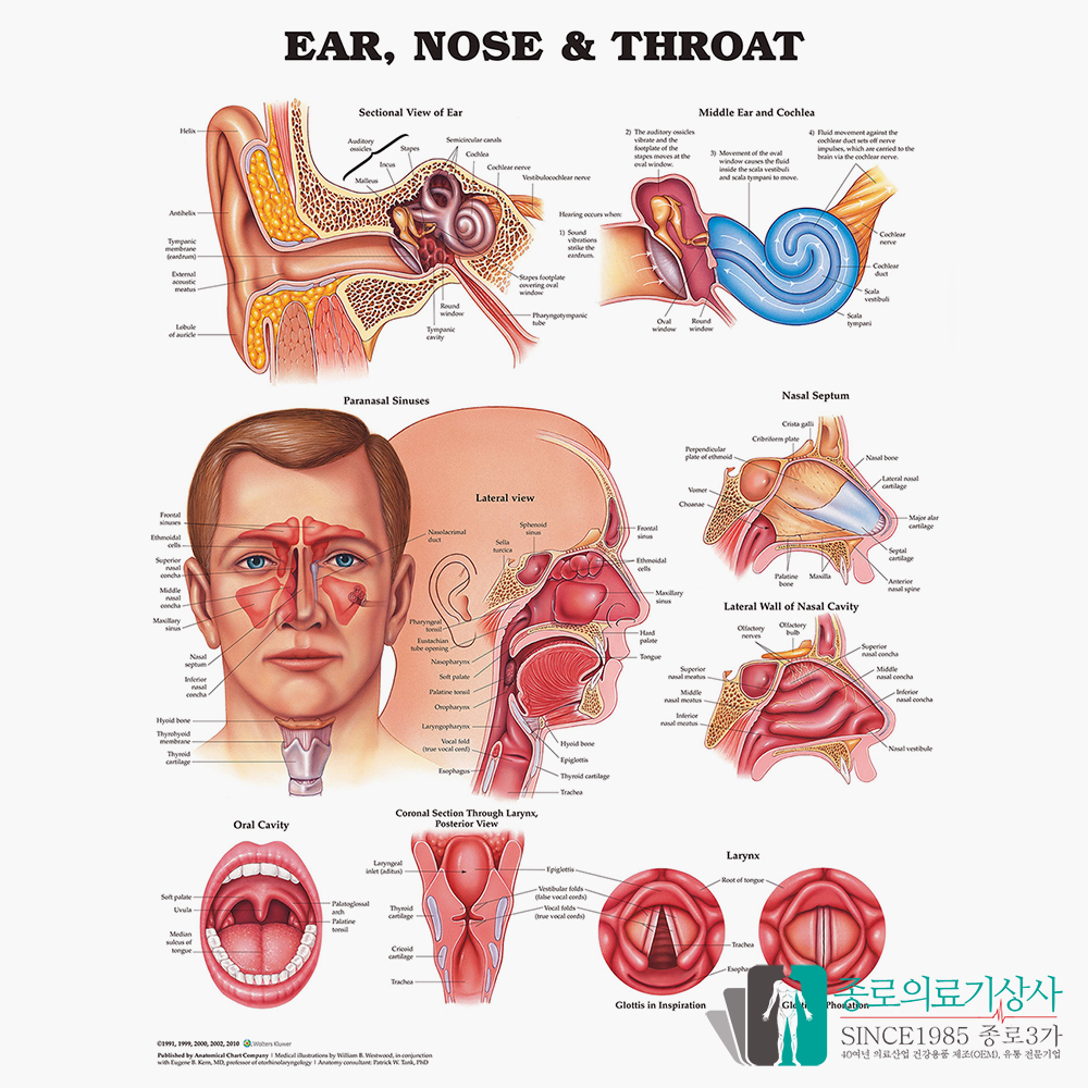 인체해부도 3D차트 병원액자 9895 이비인후 EAR NOSE THROAT 54X74cm 액자옵션 대표이미지 섬네일