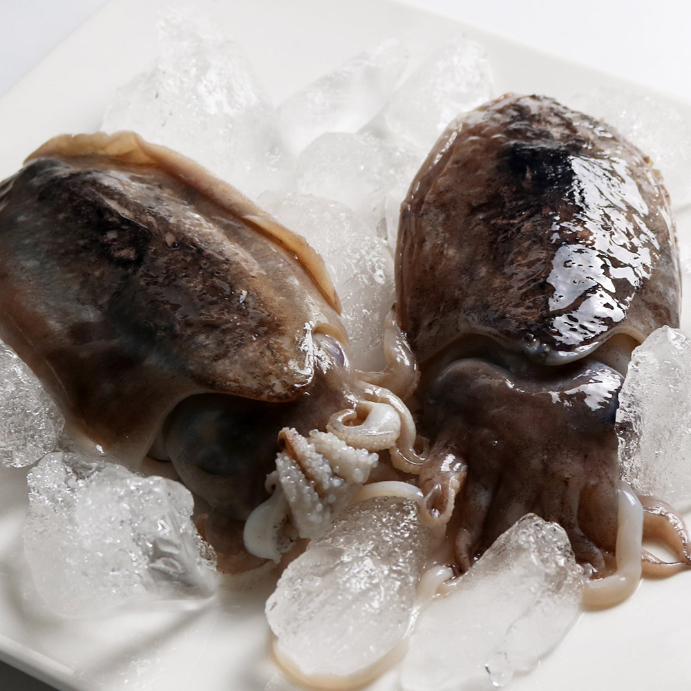 당일조업 남해바다 자연산 갑오징어 1kg