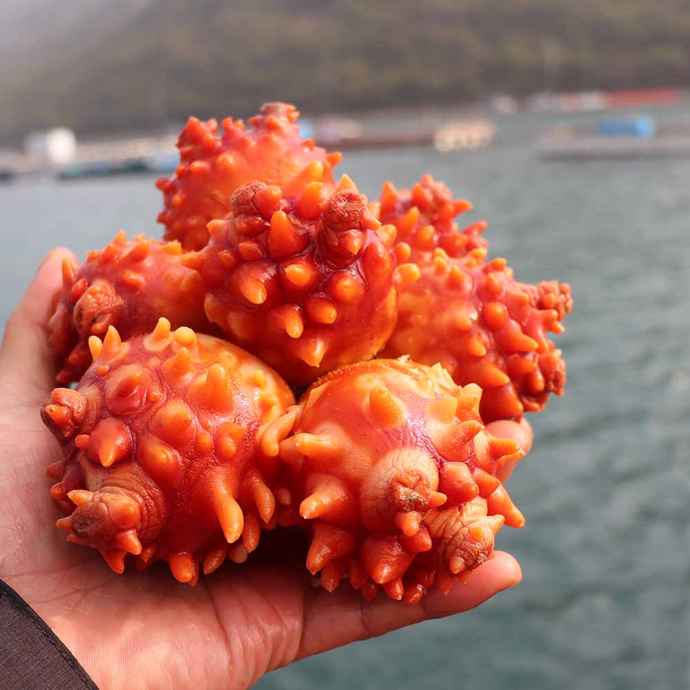 통영 생물 멍게 당일 손질한 깐멍게 & 활멍게