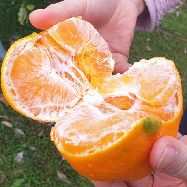 당도 높은 프리미엄 레드향 5kg