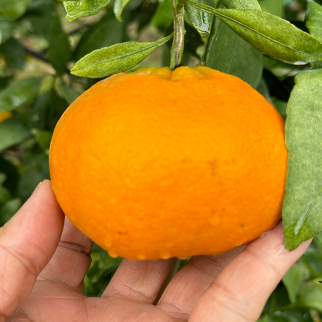 당도 높은 프리미엄 레드향 5kg