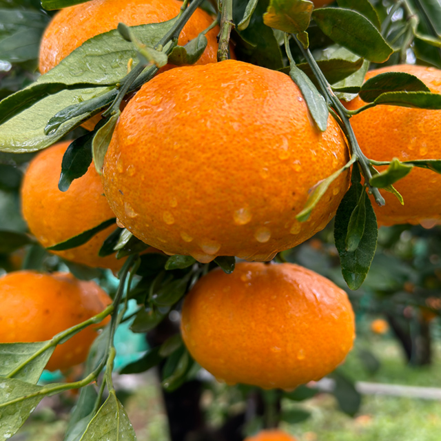 당도 높은 프리미엄 레드향 5kg