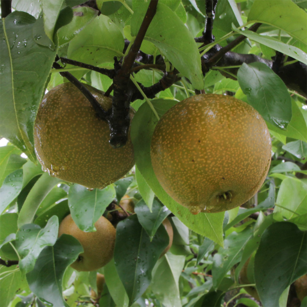 전남 광양 백운선 황금 산돌배 10kg, 참 산돌배 10kg 옵션선택