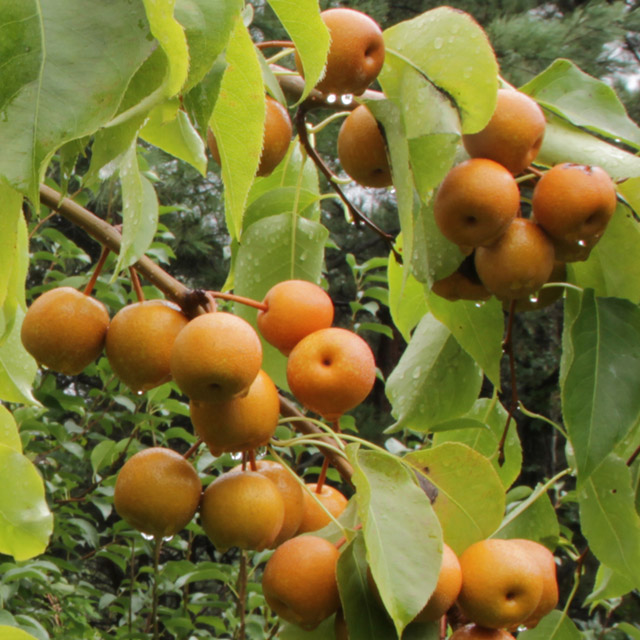 전남 광양 백운선 황금 산돌배 10kg, 참 산돌배 10kg 옵션선택